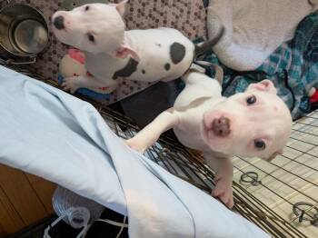 QUINN -  American Bulldog Dog for Adoption in Thompson, Pennsylvania - QUINN | PetCurious