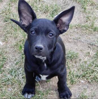 Nora -  Pit Bull Terrier and German Shepherd Dog Dog for Adoption in Mead, Colorado - Nora | PetCurious