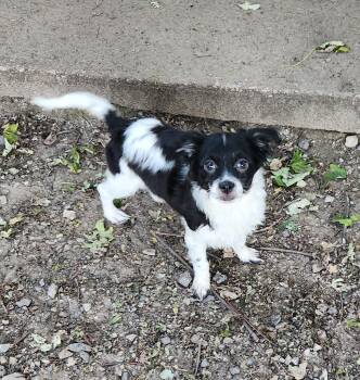 Oliver -  Papillon and Chihuahua Dog for Adoption in Liberty Center, Ohio - Oliver | PetCurious