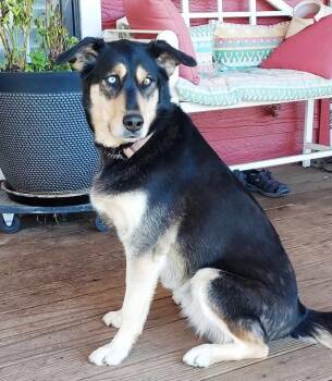 German Shepherd Dog and Siberian Husky Dogs Available for Adoption - Como II | PetCurious