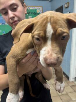Brynne -  Pit Bull Terrier Dog for Adoption in Edison, New Jersey - Brynne | PetCurious