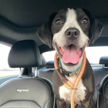 Rescue Terrier Dogs for Adoption in St. Louis, Missouri - Jazzy Jazz | PetCurious