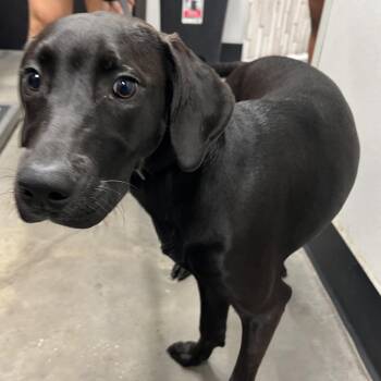 Chino -  Black Labrador Retriever and Mixed Breed Dog for Adoption in Tampa, Florida - Chino | PetCurious