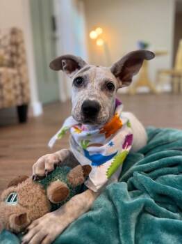 Ashlynn -  Pit Bull Terrier and Pointer Dog for Adoption in Friendswood, Texas - Ashlynn | PetCurious