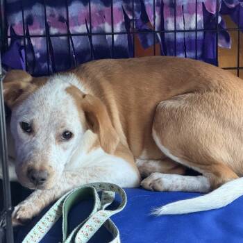 Rescue Hound and Cattle Dog Dogs for Adoption in Fairfax Station, Virginia - Daisy | PetCurious