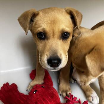 Labrador Retriever Dogs Available for Adoption in Birmingham, Alabama - Napolean | PetCurious