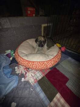 Labrador Retriever and Chiweenie Dogs Available for Adoption - TayTay | PetCurious