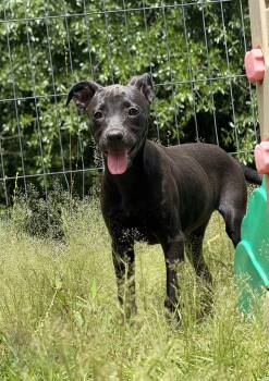 Rescue Pit Bull Terrier and Labrador Retriever Dogs for Adoption in Fosters, Alabama - ESPRESSO | PetCurious