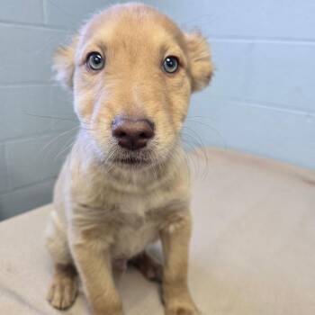 Mixed Breed Dogs Available for Adoption - Buckaroo | PetCurious