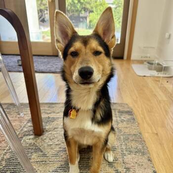 Riverbear -  Australian Shepherd and Cardigan Welsh Corgi Dog for Adoption in Los Angeles, California - Riverbear | PetCurious