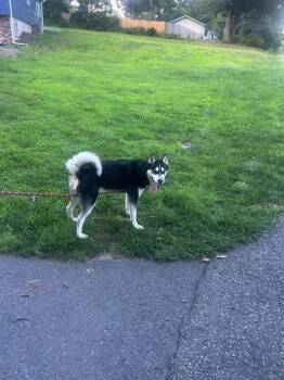 Homer -  Husky Dog for Adoption in Port Jervis, New York - Homer | PetCurious