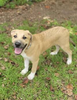 Beau -  Golden Retriever and American Bulldog Dog for Adoption in Leesburg, Georgia - Beau | PetCurious