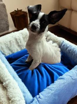 Rescue Wirehaired Dachshund and Chihuahua Dogs for Adoption in San Antonio, Texas - Orion | PetCurious