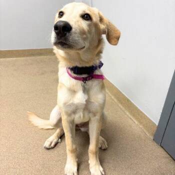 JOLENE -  Labrador Retriever Dog for Adoption in Aurora, Colorado - JOLENE | PetCurious