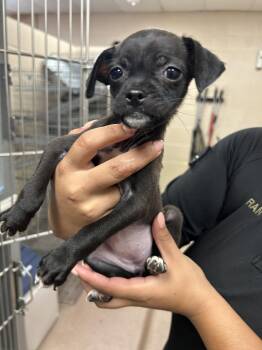 Jeanette -  Pug Dog for Adoption in Portland, Maine - Jeanette | PetCurious