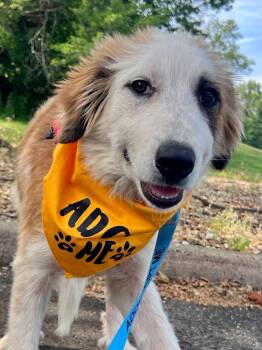 Elora -  Great Pyrenees and Labrador Retriever Dog for Adoption in Trenton, New Jersey - Elora | PetCurious