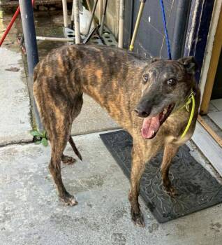 Henna (foster needed) -  Greyhound Dog for Adoption in New York, New York - Henna (foster Needed) | PetCurious