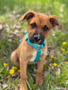 Mixed Breed Dogs Available for Adoption in Savage, Minnesota - Ollie | PetCurious