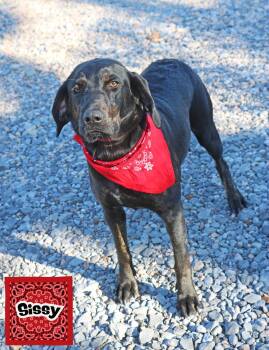 Sissy *LOCAL* -  Hound Dog for Adoption in South Kingstown, Rhode Island - Sissy *LOCAL* | PetCurious