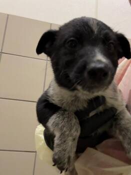 Ozzie -  Mixed Breed Dog for Adoption in Hobbs, New Mexico - Ozzie | PetCurious