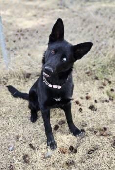 German Shepherd Dog and Husky Dogs Available for Adoption in Richmond, British Columbia - Zena | PetCurious