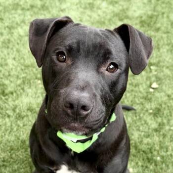 Stew -  American Staffordshire Terrier Dog for Adoption in Walnut Creek, California - Stew | PetCurious