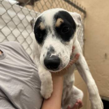 Chess -  Cattle Dog Dog for Adoption in Ojai, California - Chess | PetCurious