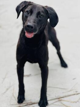 AC-4634 "Gills" -  Black Labrador Retriever Dog Available for Adoption in Conyers, Georgia - AC-4634 "Gills" | PetCurious