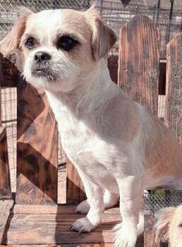 Shih Tzu Dogs Available for Adoption in Edgecliff Village, Texas - REMI | PetCurious
