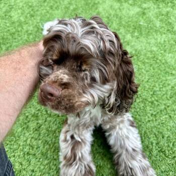 Pirate -  Cocker Spaniel Dog for Adoption in Matteson, Illinois - Pirate | PetCurious