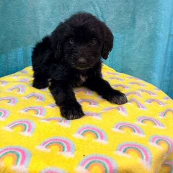 Rescue Labradoodle Dogs for Adoption in Chicago, Illinois - Buffy Boys | PetCurious
