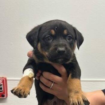 Mixed Breed Dogs Available for Adoption in Durango, Colorado - Humphrey | PetCurious