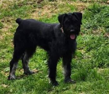 Giant Schnauzer Dogs Available for Adoption - Loki 2  | PetCurious