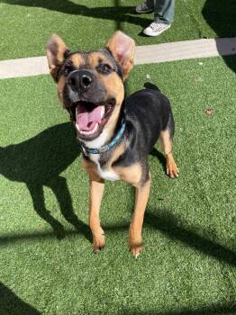 Rescue German Shepherd Dog Dogs for Adoption in Steamboat Springs, Colorado - Lionel | PetCurious