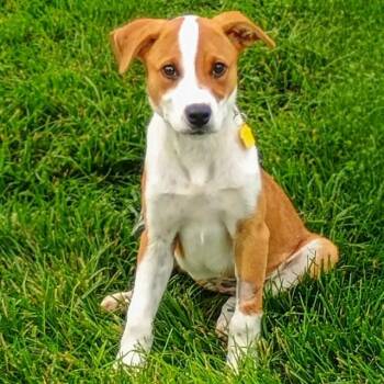 DESTINY -  Australian Cattle Dog Blue Heeler Dog for Adoption in St. Louis, Missouri - DESTINY | PetCurious