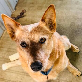 Australian Cattle Dog Blue Heeler Dogs Available for Adoption in Williston, Florida - Tonto | PetCurious