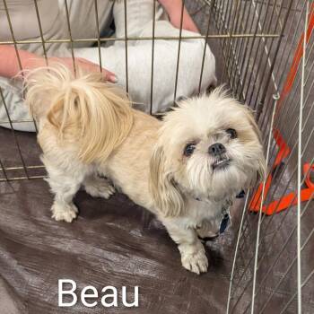 Beau OS NV -  Shih Tzu Dog for Adoption in Las Vegas, Nevada - Beau OS NV | PetCurious