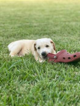 Pikachu -  Golden Retriever and Rottweiler Dog for Adoption in Alvin, Texas - Pikachu | PetCurious