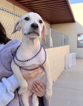 Mary Sanderson -  Hound Dog for Adoption in Mckinney, Texas - Mary Sanderson | PetCurious
