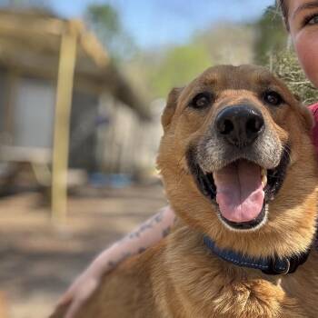 Mixed Breed Dogs Available for Adoption in Charleston, West Virginia - Maddox | PetCurious