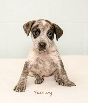 Paisley -  Hound Dog for Adoption in Manchester, Connecticut - Paisley | PetCurious