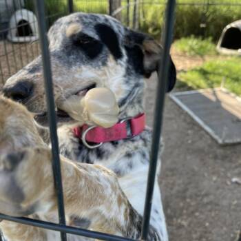 Rescue Australian Cattle Dog Blue Heeler Dogs for Adoption in Shiner, Texas - Georgia (Gigi) | PetCurious