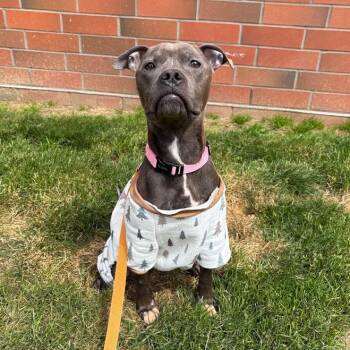 Mixed Breed Dogs Available for Adoption in Pittsburgh, Pennsylvania - Petrie | PetCurious