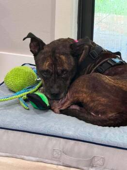 Nutella -  Mixed Breed Dog for Adoption in Melbourne Beach, Florida - Nutella | PetCurious