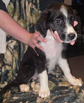 Labrador Retriever and Australian Shepherd Dogs Available for Adoption in Bloomsdale, Missouri - Valentina  | PetCurious
