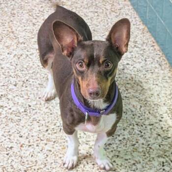 Jack Russell Terrier and Chihuahua Dogs Available for Adoption in Decherd, Tennessee - Oriana | PetCurious