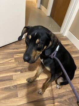 Chuck -  Hound Dog for Adoption in Baldwin, Michigan - Chuck | PetCurious