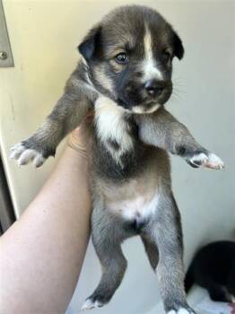 Rescue German Shepherd Dog and Mixed Breed Dogs for Adoption in Houston, Texas - A643815 | PetCurious