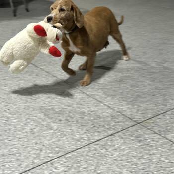 Goldendoodle Dogs Available for Adoption in Antwerp, Ohio - Happy Samantha. 48 Lbs  | PetCurious