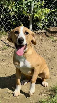 Rescue Beagle Dogs for Adoption in Crossville, Tennessee - BOW | PetCurious